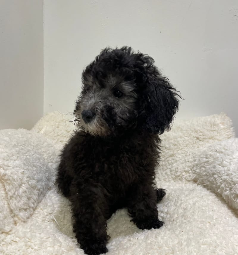 Alesia, Caniche femelle née le 29/10/25 non LOF