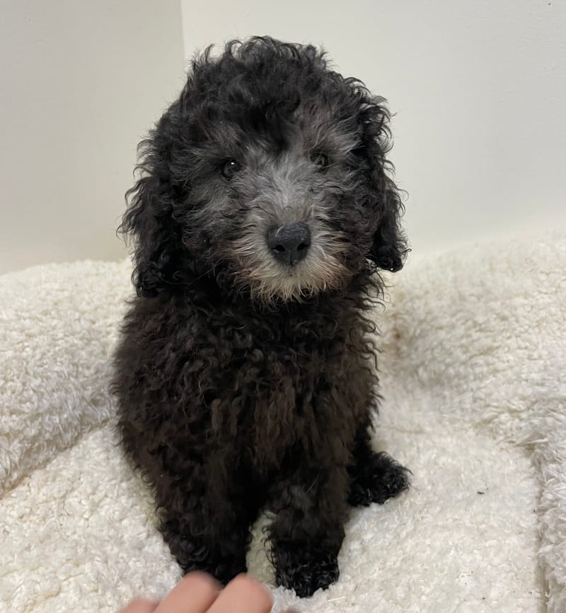 Alesia, Caniche femelle née le 29/10/25 non LOF