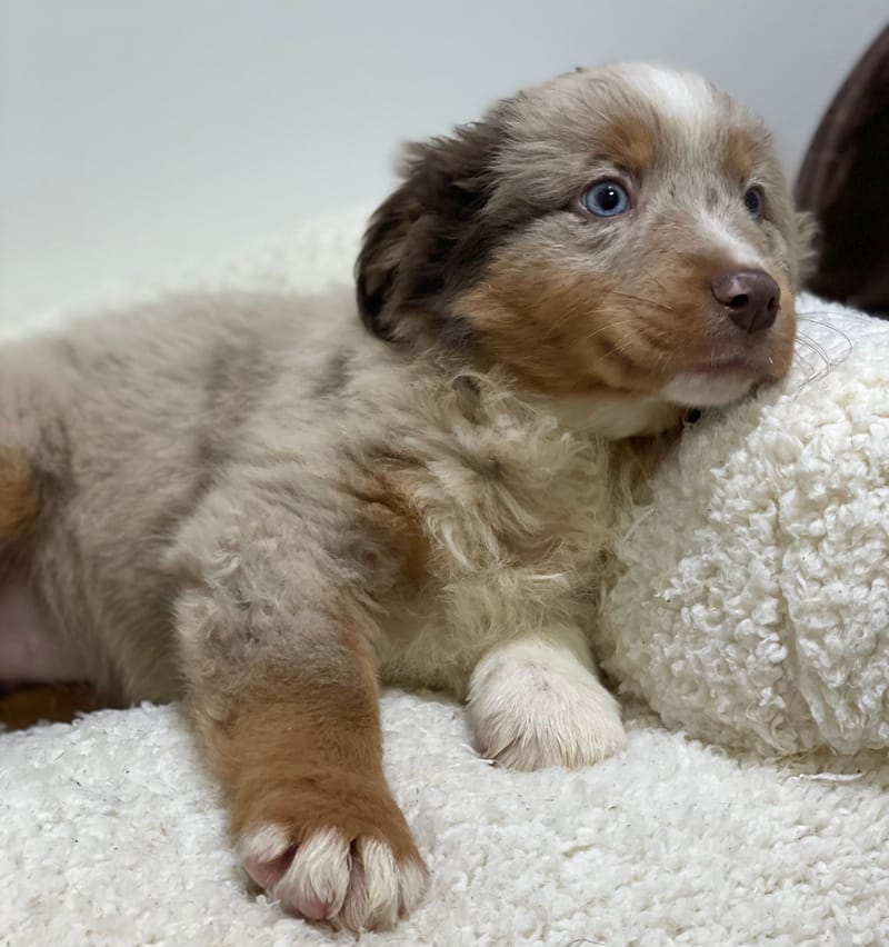 Anita, Berger américain femelle née le 08/11/25 non LOF 