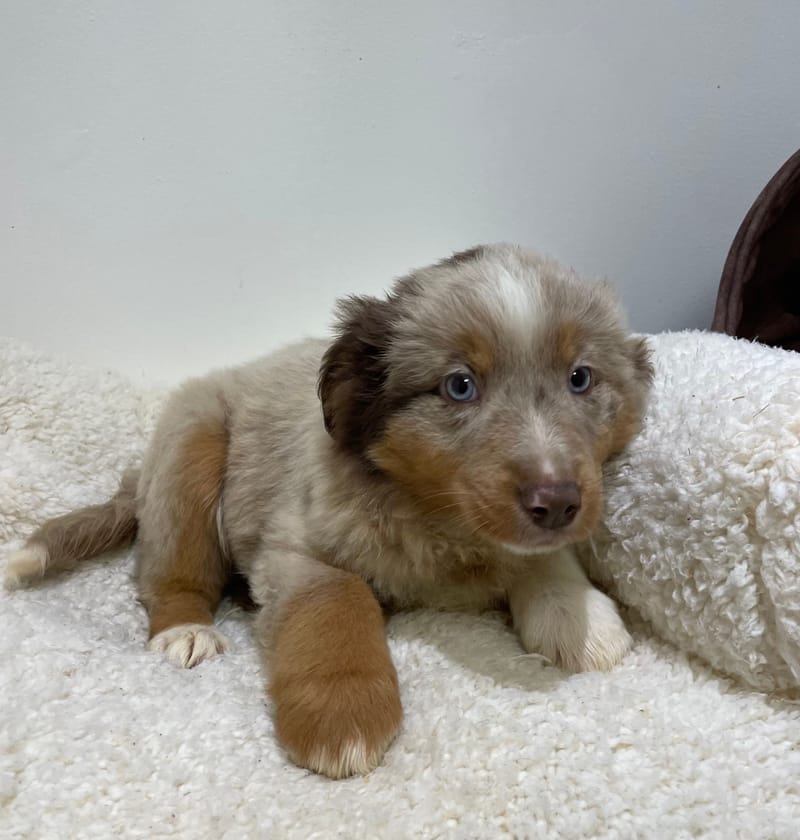 Anita, Berger américain femelle née le 08/11/25 non LOF 