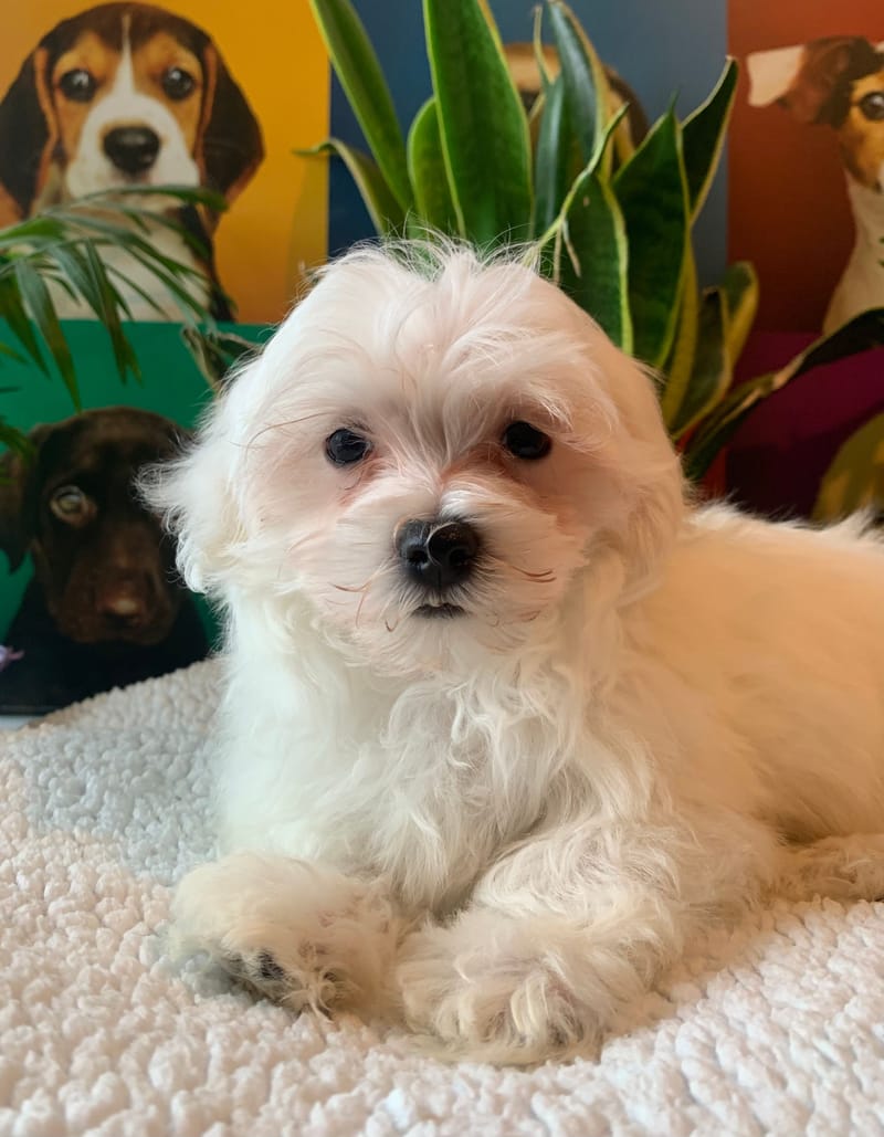 ANDY, mâle né le 04/11/2025 LOF