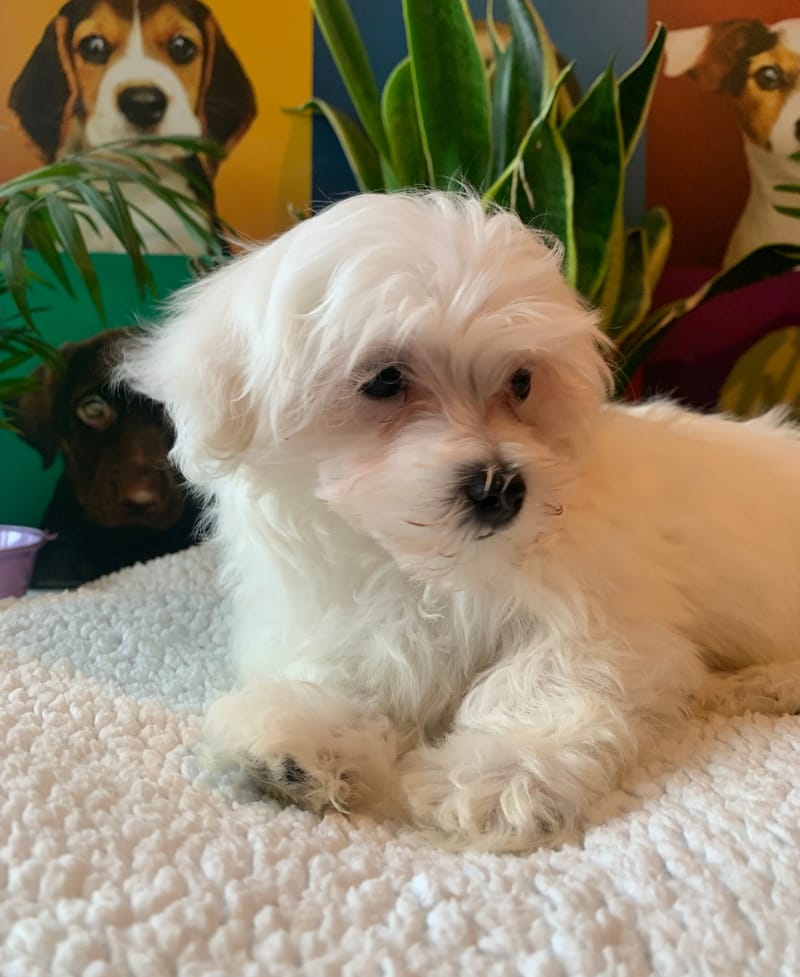 ANDY, mâle né le 04/11/2025 LOF