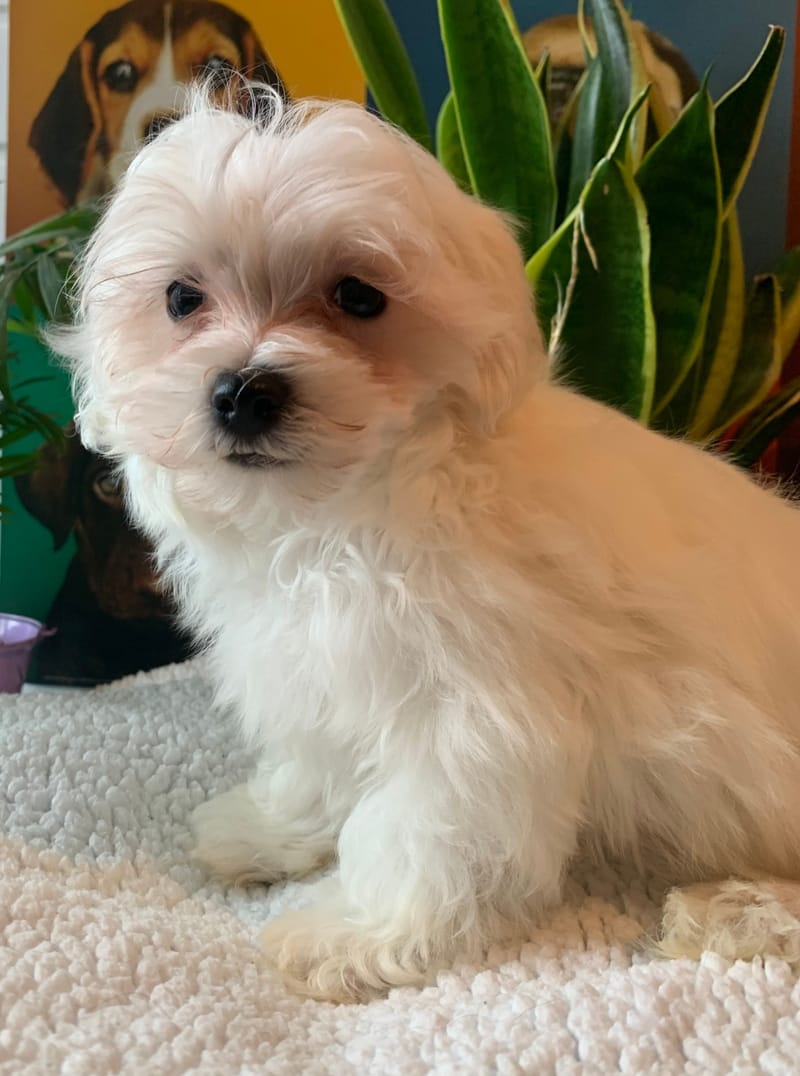 ANDY, mâle né le 04/11/2025 LOF