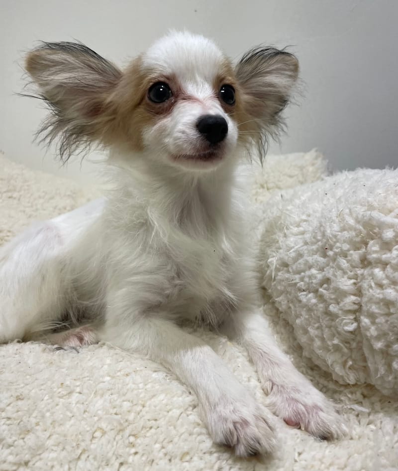 Alea, Epagneul papillon femelle née le 07/08/2 Non LOF