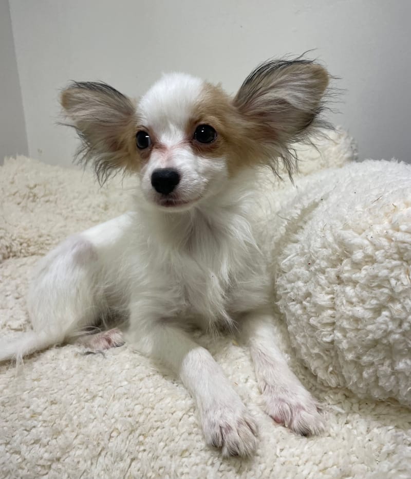 Alea, Epagneul papillon femelle née le 07/08/2 Non LOF