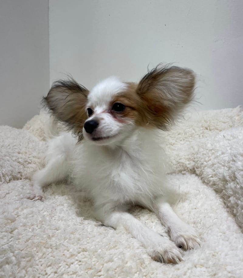 Azot, Epagneul papillon mâle né le 07/08/25 Non LOF