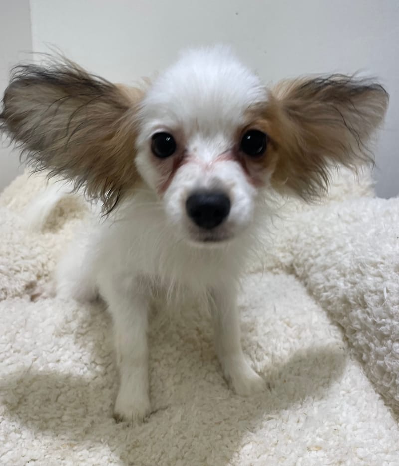 Azot, Epagneul papillon mâle né le 07/08/25 Non LOF