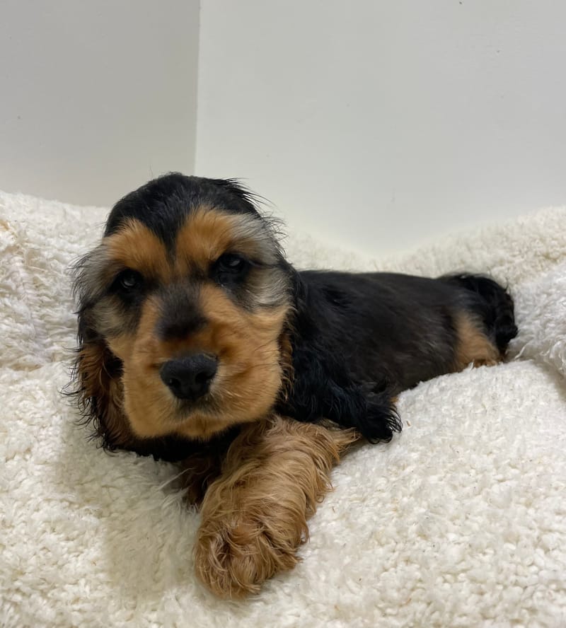 Aston, cocker mâle né le 30/10/25 non LOF 