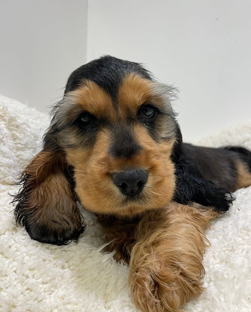 Aston, cocker mâle né le 30/10/25 non LOF 