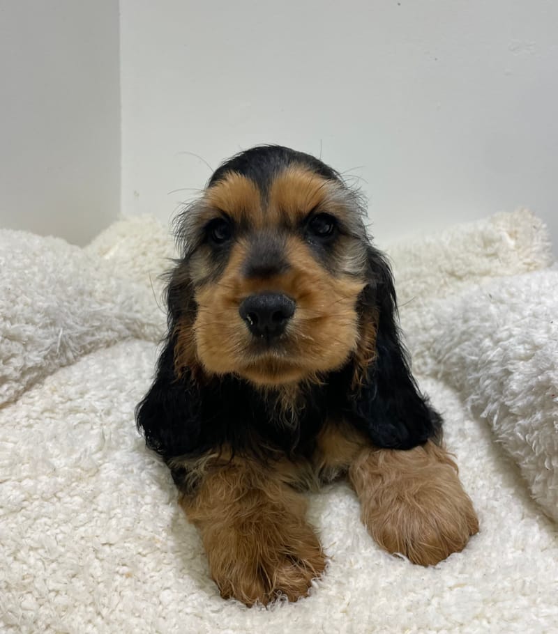 Aston, cocker mâle né le 30/10/25 non LOF 