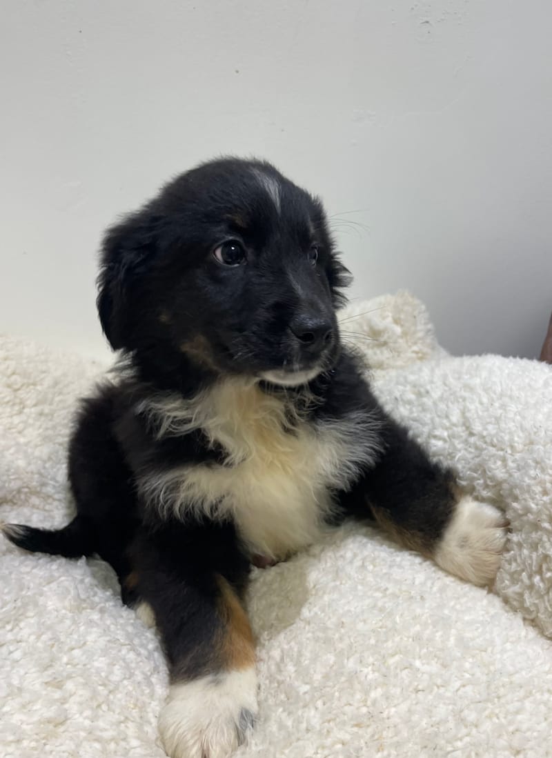 Aston, Berger Américain mâle né le 08/11/25 non LOF