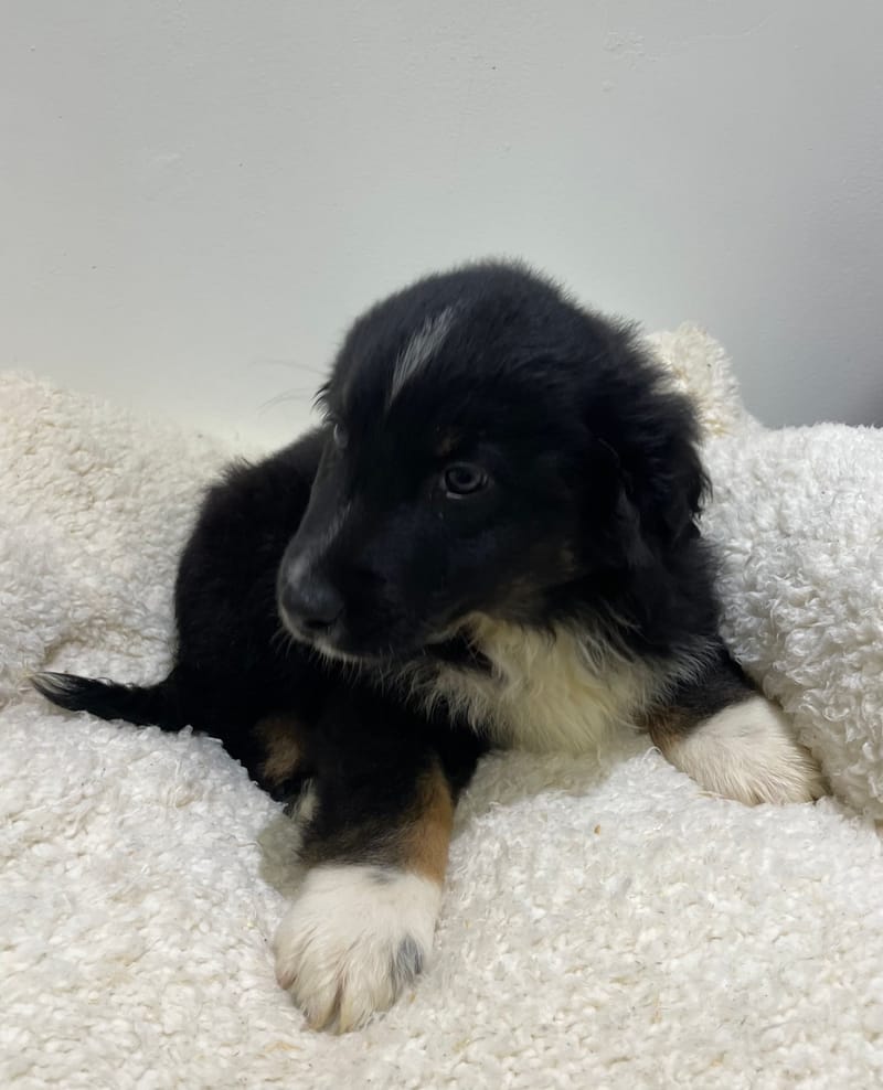 Aston, Berger Américain mâle né le 08/11/25 non LOF