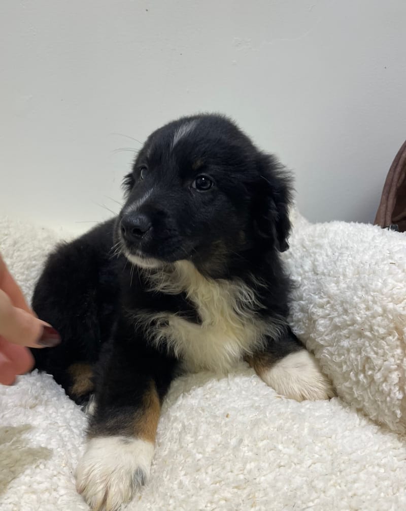 Aston, Berger Américain mâle né le 08/11/25 non LOF