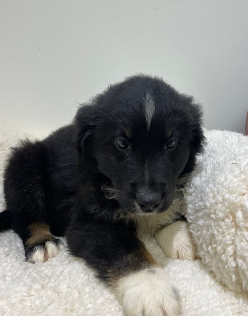 Aston, Berger Américain mâle né le 08/11/25 non LOF