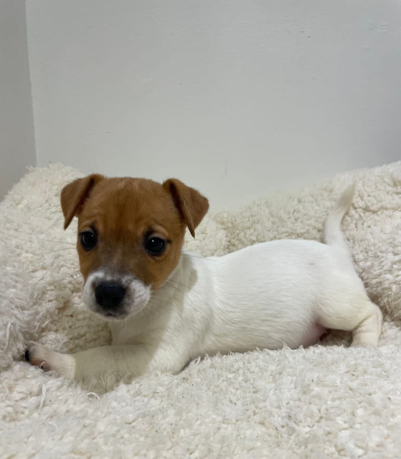 Agat, Jack Russel femelle née le 02/11/25 LOF 