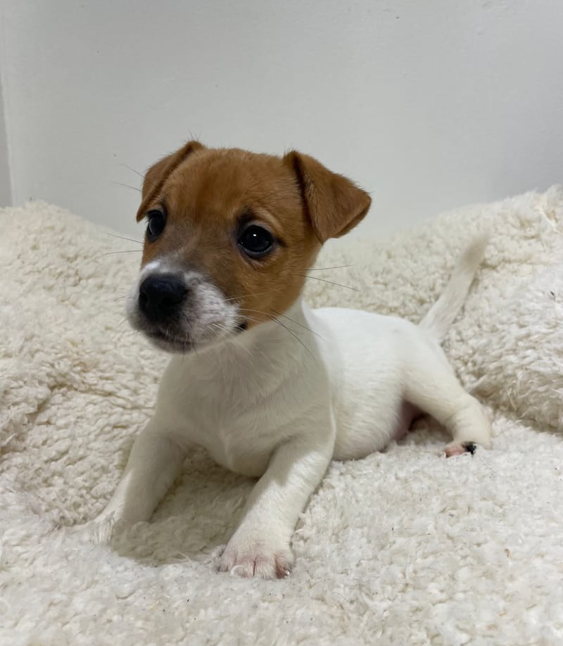 Agat, Jack Russel femelle née le 02/11/25 LOF 