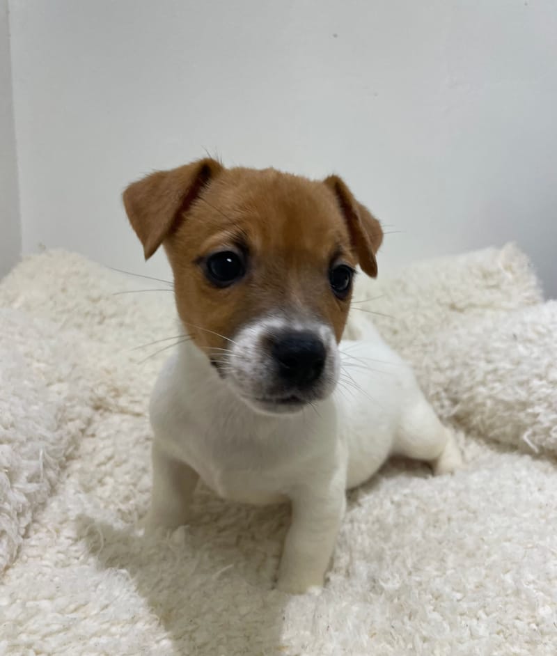 Agat, Jack Russel femelle née le 02/11/25 LOF 