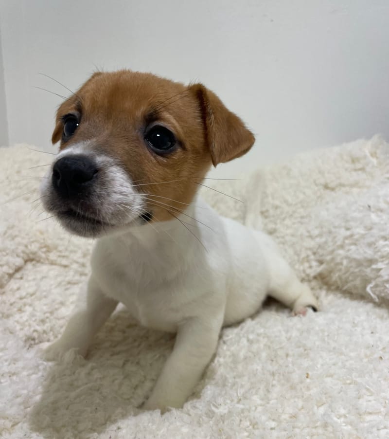 Agat, Jack Russel femelle née le 02/11/25 LOF 