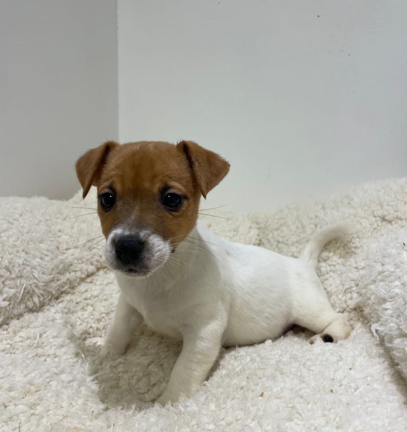 Agat, Jack Russel femelle née le 02/11/25 LOF 