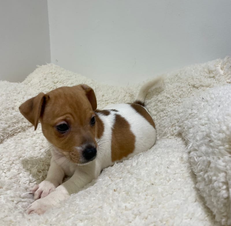 Apex, Jack Russel mâle né le 02/11/25 LOF 