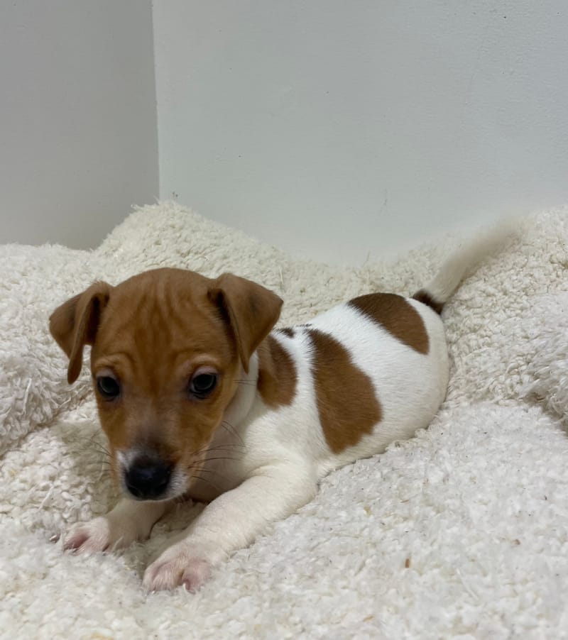 Apex, Jack Russel mâle né le 02/11/25 LOF 