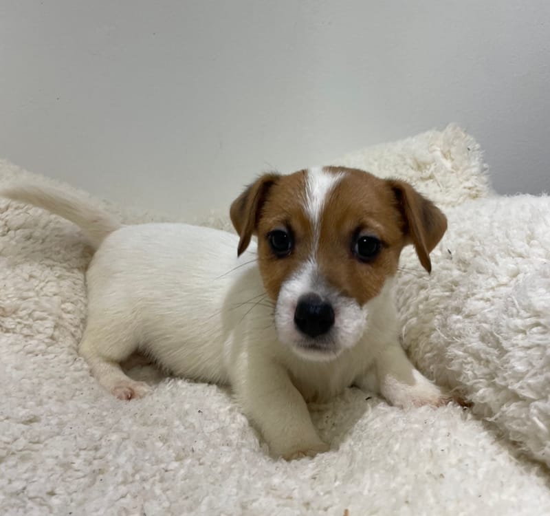 Atchy, Jack Russel mâle né le 02/11/25 LOF