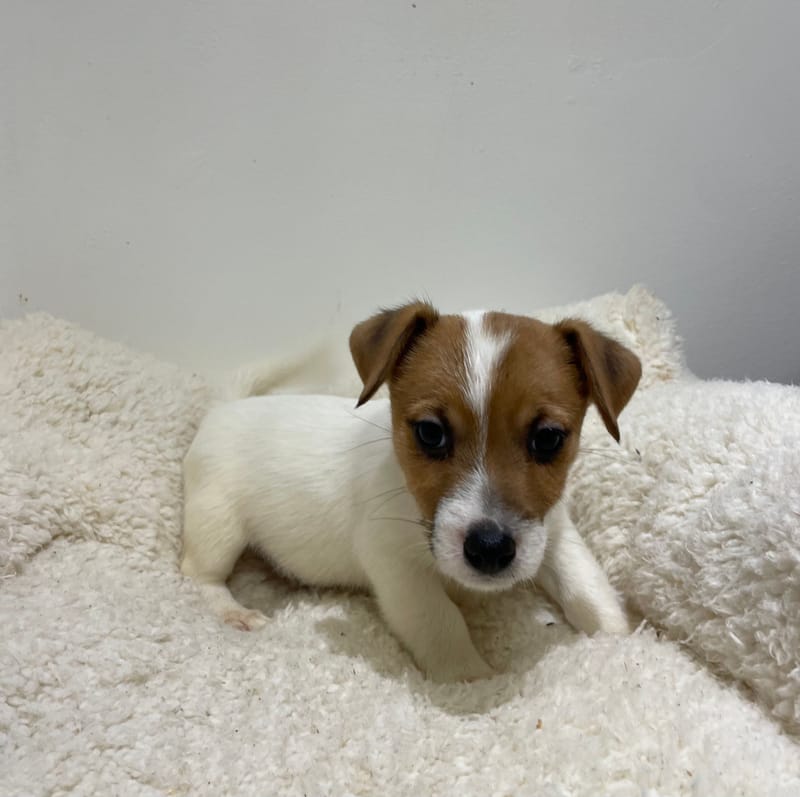 Atchy, Jack Russel mâle né le 02/11/25 LOF