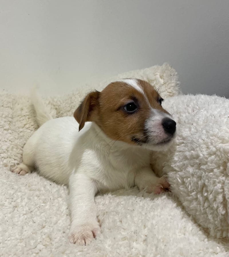 Atchy, Jack Russel mâle né le 02/11/25 LOF