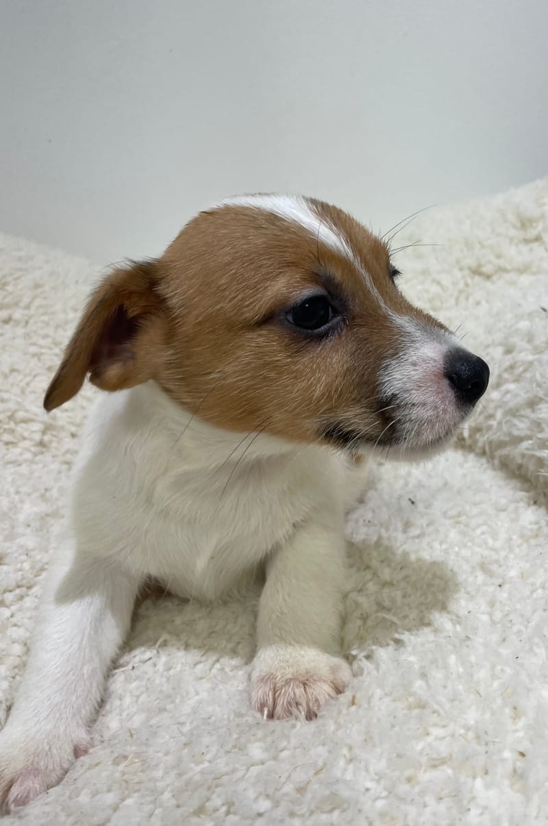 Atchy, Jack Russel mâle né le 02/11/25 LOF