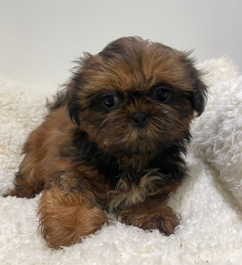 Azota, Shih Tzu femelle née le 25/11/25 non LOF