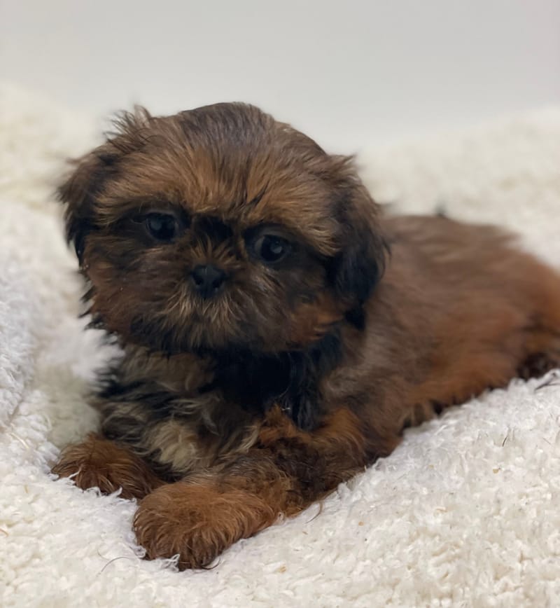 Azota, Shih Tzu femelle née le 25/11/25 non LOF