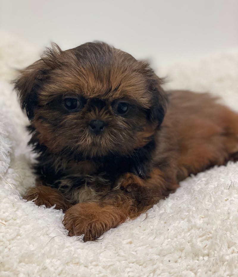 Azota, Shih Tzu femelle née le 25/11/25 non LOF