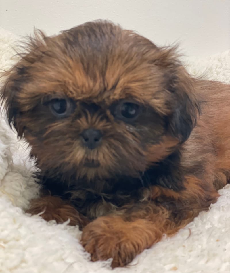 Azota, Shih Tzu femelle née le 25/11/25 non LOF