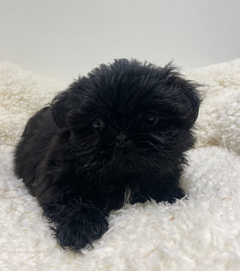 Akua, Shih Tzu femelle née le 26/11/25 non LOF