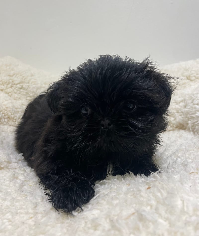 Akua, Shih Tzu femelle née le 26/11/25 non LOF