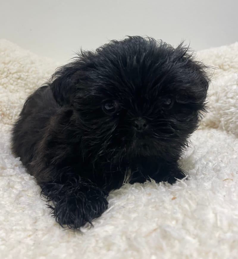 Akua, Shih Tzu femelle née le 26/11/25 non LOF