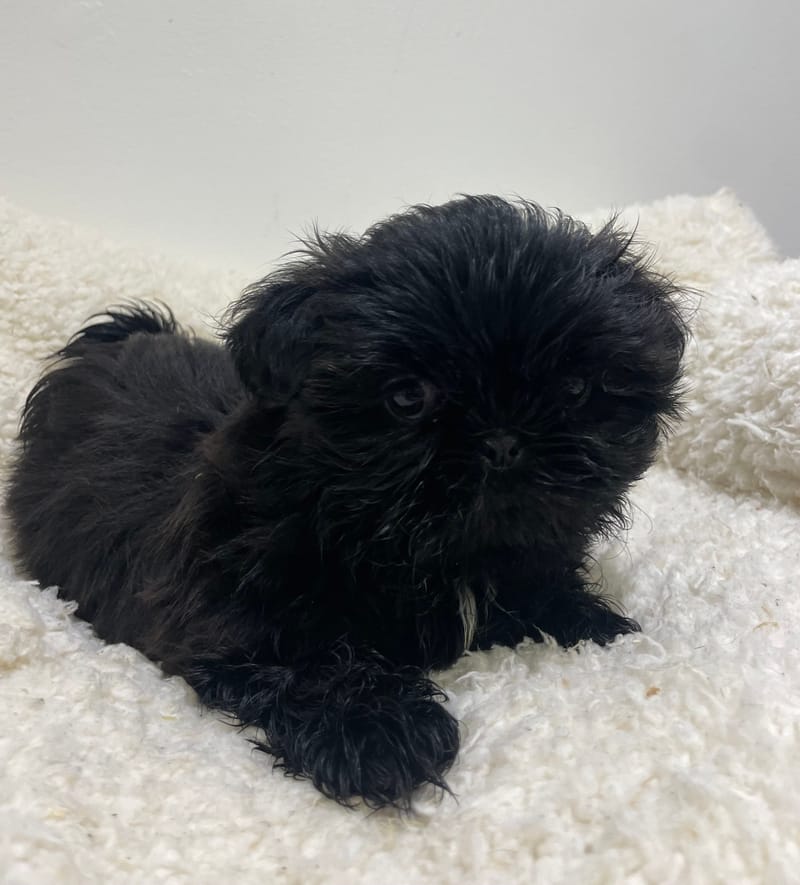 Akua, Shih Tzu femelle née le 26/11/25 non LOF