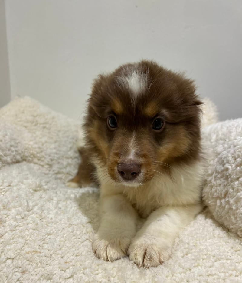 Azot, Berger Américain Miniature mâle né le 18/11/25 non LOF