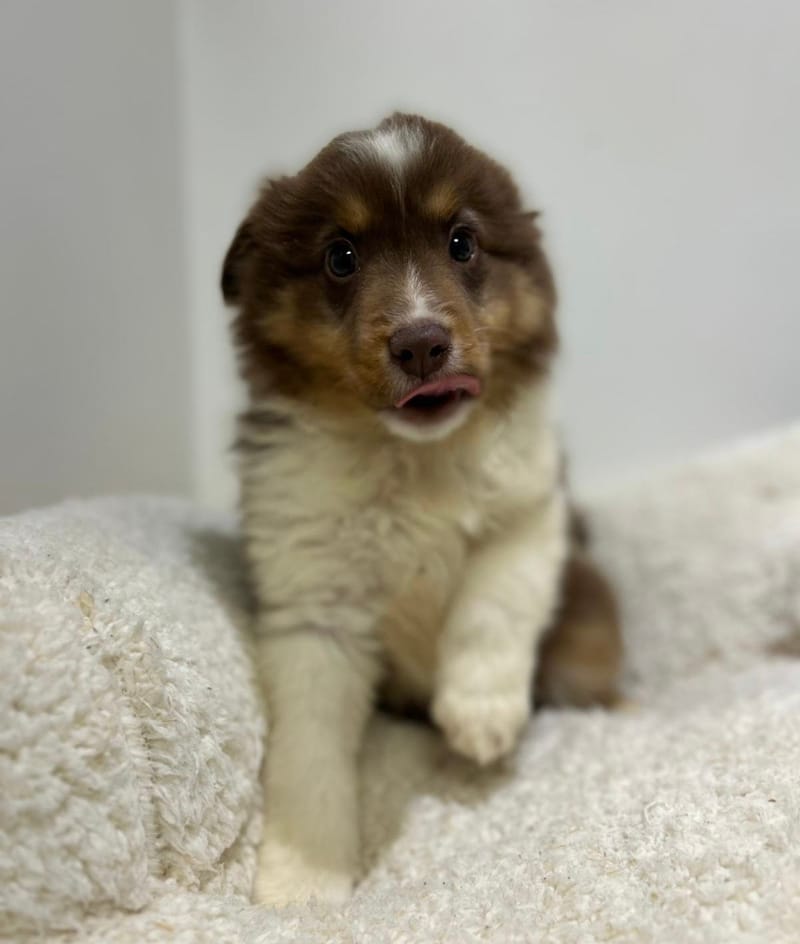 Azot, Berger Américain Miniature mâle né le 18/11/25 non LOF