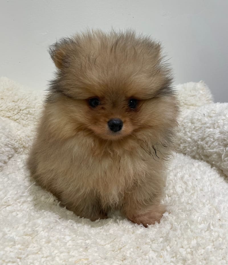 Artik, Spitz mâle né le 25/11/25 non LOF