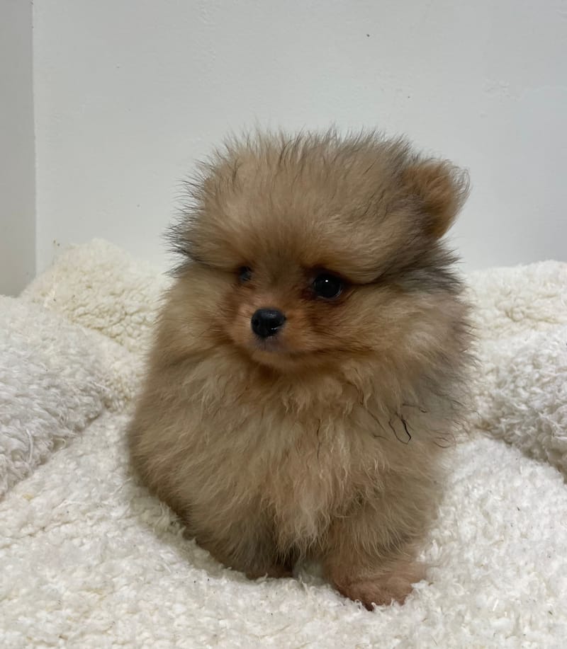 Artik, Spitz mâle né le 25/11/25 non LOF