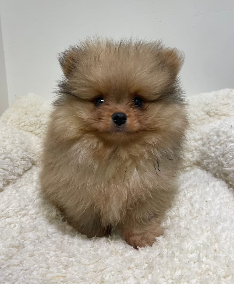 Artik, Spitz mâle né le 25/11/25 non LOF