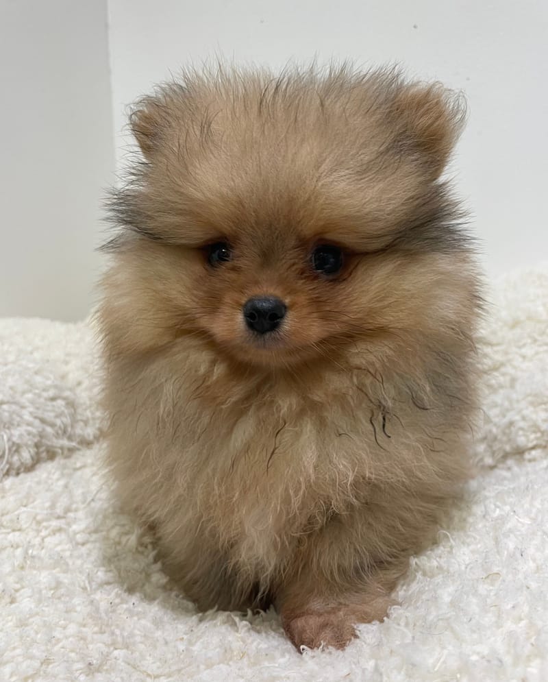 Artik, Spitz mâle né le 25/11/25 non LOF