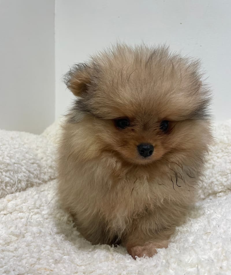 Artik, Spitz mâle né le 25/11/25 non LOF