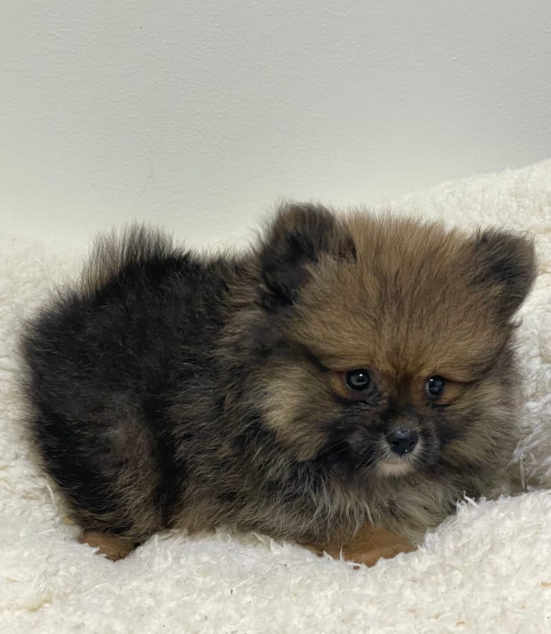 Aston, Spitz mâle né le 25/11/25 non LOF