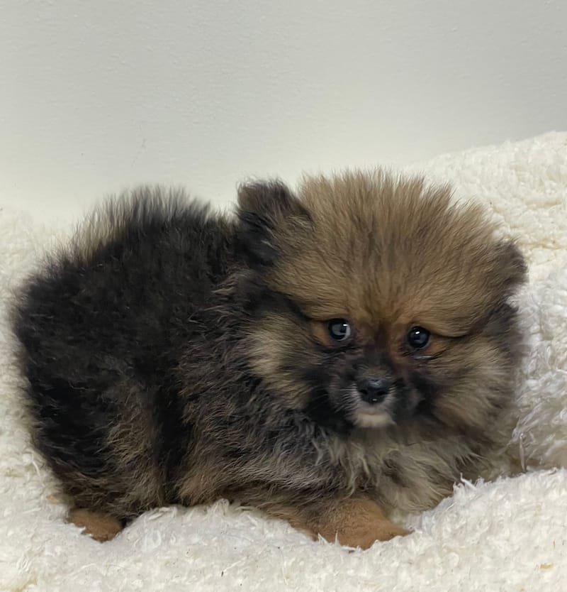 Aston, Spitz mâle né le 25/11/25 non LOF