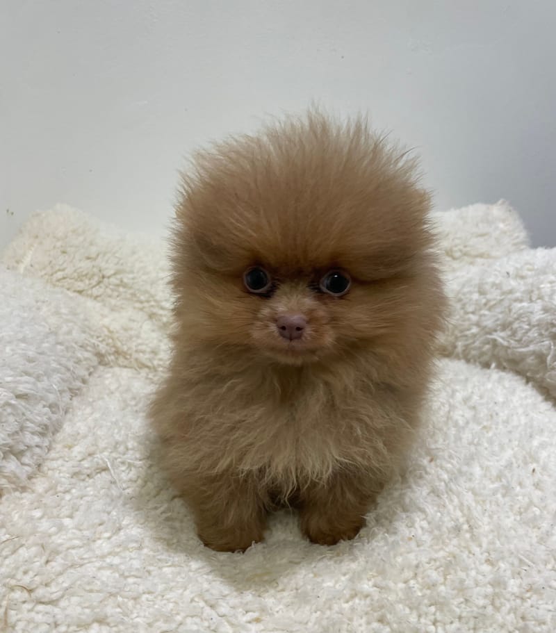 Artik, spitz mâle né le 14/11/25 NON LOF