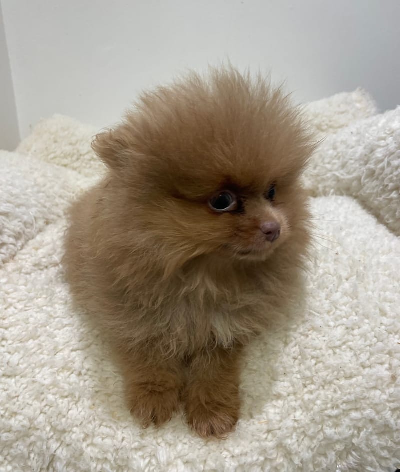 Artik, spitz mâle né le 14/11/25 NON LOF