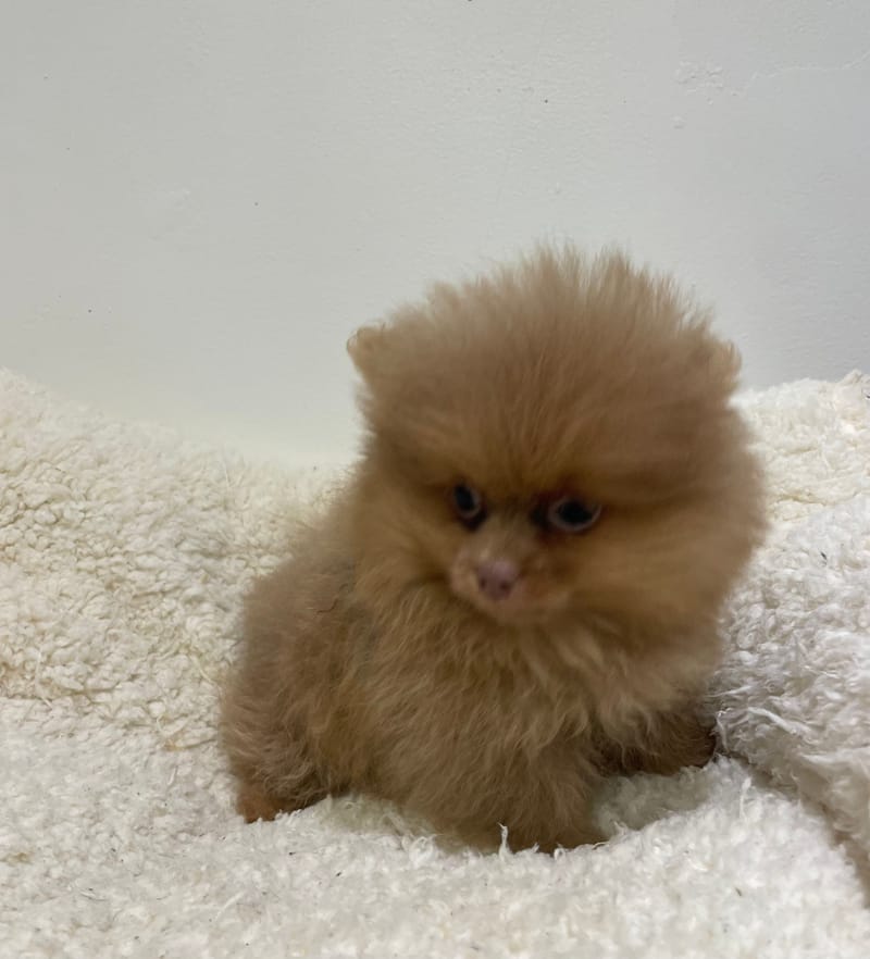 Artik, spitz mâle né le 14/11/25 NON LOF