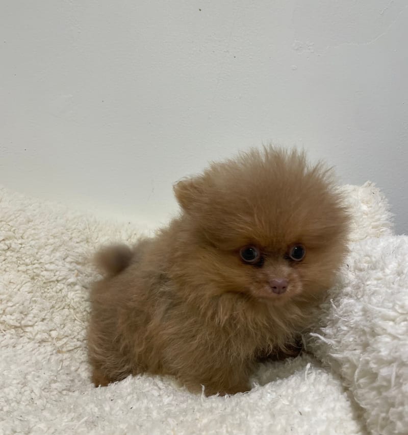 Artik, spitz mâle né le 14/11/25 NON LOF